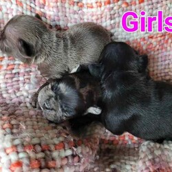 French bulldog pups. Imported sire. Boys and Girls /French Bulldog/Both/Younger Than Six Months,Pure bred French bulldog pups.Sire imported.5 males. 3 females.Will be ready for their homes from 4th June.Will come vet checked, vaccinated, chipped. Wormed fortnightly from 2wks of ageMdba registered.Our pups are lovingly raised in our family home.In their time with us, they are exposed to environmental and social stimulation, to help build confident and outgoing pups.They receive lots of love and attention from the kids in the household. They have interactions with the household cats as well as their extended frenchie family.All pups will be vet checked, vaccinated, chipped and wormed.Your new pup will go home with their own puppy pack, food samples of their current diet and on going support as your pup settles in.Pet insurance , with Pet Cover for 6wk introductory offer. 