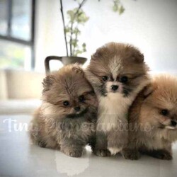 EUROPEAN QUALITY POMERANIAN PUPPIES FOR SALE!!/Pomeranian/Both/Younger Than Six Months,3 TINY POMERANIAN PUPPIES !1 x ORANGE MALE1 x PARTI - ORANGE FEMALE** “SOLD**1 x ORANGE SABLE FEMALE ** SOLD**Dad is an imported WHITE bred by Frank Hsieh of the internationally renowned, Chiao Le Ya kennels in Taiwan. Weighing 1.59kg (Second last photo)Mum is an ORANGE Sable from the multi award winning Tesona Kennels. Weighing 1.8kg (last photo)They all have apple dome head, compact body, short legs, double coat, and are very playfulThey have been wormed fortnightly, recently vaccinated and microchipped, And have had thorough veterinary examinations, they are all healthyWe our proud to to produce puppies with parents from around the globe 