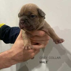 Quality French Bulldog puppies/French Bulldog/Both/Younger Than Six Months,Taking expressions of interest or deposits for 2 week old French Bulldog puppies who will be ready for their forever homes from 3 June.We are a small Brisbane based breeder registered with the MDBA (prefix #24060)Our priority is to breed healthy, happy pups that will be members of the family, having the same beautiful temperaments as their parents.We have 5 boys and 2 girls, $4000 for MDBA Limited Register Pedigree papersPups are being raised in our family home among other dogs and will be well socialised.Pups are DNA clear of hereditary diseases by parentage and will come with a health check conducted by a licensed veterinarian.We will be microchipping and vaccinating pups once they are 6 weeks, and they will leave for their forever homes being wormed every fortnight and with a great puppy pack to help them settle in.Details per pup are below:Light green: Blue tan tri-colour, malePink: Blue tan tri-colour, femalePurple: Solid blue, white chest, femaleOrange: Blue fawn, maleGrey: Blue fawn, maleBlue: Blue fawn, maleDark green: Blue fawn sable, maleInterstate travel can be arranged at buyers expensePictures of parents attachedPlease reach out if you would like more information or have any questions.We truly believe these dogs are going to be fantastic companions with amazing structure, the colours are a bonus. Follow us on Instagram @spfrenchbulldogsWe look forward to hearing from you! Get in touch for more picturesBIN 0012959764558