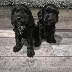 Stunning cockapoo 1 girl left *ready now!!*/Cockapoo/Mixed Litter/8 weeks,F2 beautiful puppies

1 girl left!

Oreo (mum) is our lovely f1 dog which we all adore she's very good with other dogs and children this is her first litter.

The dad is a f1 who is such a handsome boy and very good around children aswel.
1 white girl sold
* 1 brown girl *sold*
*1 black boy sold
*1 white boy *sold*
*1 black girlsold
*1 black girl


Puppies will come home:

Microchipped
 Health checked
Blanket with them
Wormed upto 

Ready to leave now!!
