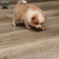 Parker/Pomeranian									Puppy/Male	/8 Weeks,To contact the breeder about this puppy, click on the “View Breeder Info” tab above.