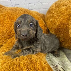 Oscar/Dachshund									Puppy/Male	/7 Weeks,Meet Oscar, a delightful and affectionate ACA Registered Mini Dachshunds. This fun-loving and beautiful companion is eagerly awaiting a forever family. With a soft and cuddly nature, that is  sure to bring love and joy into any home. Raised with kids and well socialized.