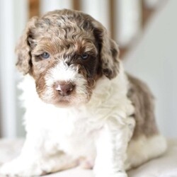 Louie/Mini Goldendoodle									Puppy/Male	/5 Weeks