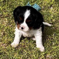 Purebred Cavalier King Charles Spaniel Puppies/Cavalier King Charles Spaniel/Both/Younger Than Six Months,Taking expression of interest for 4 purebred cavalier puppies. We have 2 boys and 2 girls born on the 28th March. All will come health checked, microchipped ,vaccinated and with a puppy starter pack.Brought up around kids and are starting to get very playful.