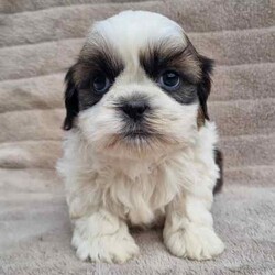 MALTESE X SHIHTZU PUPS (MALSHI)/Maltese Shih Tzu/Both/Younger Than Six Months,Beautiful Maltese x shihtzu pups.Born on 20th of March and we ready for their new homes after 15th May.Pups raised around children.Loyal breed and are very affectionate.Don't shed their coat perfect for allergy sufferers.Small breed (short legs)Currently being toilet trained.Been Vet checked, Vaccinated, Wormed and microchipped.NCPIMoodle cavoodle.