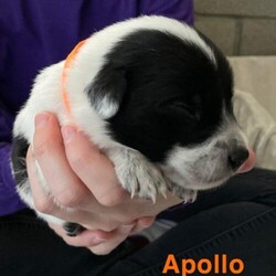Adopt a dog:Apollo/Shepherd/Male/Baby,This little one was born here on 3/5/24 to a sweet mother dog that was rescued by Lathrop Animal Services. We have been providing loving care to the babies in this large litter of 11! We have started pup on it's de-worming schedule and will be receiving vaccinations on the correct schedule. The mother dog is a Shepherd mix, but not sure what breed dad was. Pups will likely be medium to large when fully grown. Pup will be able to leave the shelter after the spay or neuter surgery on 5/14. $350.00 adoption will help the shelter with all the costs involved. Please visit our website www.petsnpals.org to learn more about this amazing pet and to see other available dogs and cats.