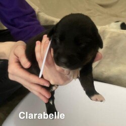 Adopt a dog:Clarabelle/Shepherd/Female/Baby,This little one was born here on 3/5/24 to a sweet mother dog that was rescued by Lathrop Animal Services. We have been providing loving care to the babies in this large litter of 11! We have started pup on it's de-worming schedule and will be receiving vaccinations on the correct schedule. The mother dog is a Shepherd mix, but not sure what breed dad was. Pups will likely be medium to large when fully grown. Pup will be able to leave the shelter after the spay or neuter surgery on 5/14. $350.00 adoption will help the shelter with all the costs involved. Please visit our website www.petsnpals.org to learn more about this amazing pet and to see other available dogs and cats.