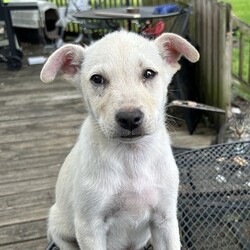 Adopt a dog:me/Terrier/Male/Baby,R2H minimum adoption age is 25 years old.

APPLICATION REQUIRED (CUT & PASTE THIS LINK)
https://form.jotform.com/roamstohomes/R2H-adoption-application

Phelps is a precious and soulful puppy who longs for a home and family to call his own. His story is a long one, but we would like to share it with potential adopters in hopes that he finds a place in someone's heart. 

Roams to Homes Rescue answered a desperate plea from a woman who had taken in a very sweet pregnant dog that had 12 puppies. The homeless pet population in Texas is tragic and shelters are far over-capacity. Sadly, even healthy puppies must be euthanized for space in many Texas shelters. As a rescue, we agreed to vaccinate, deworm, and vet the puppies while we networked them for adopters, so long as the woman could keep them safe in the mean-time. 

Foster homes are very hard to find in a market as saturated as Texas. We have only been able to find fosters for half of the puppies in this litter, and unfortunately, Phelps is not one of the lucky ones who has found a foster yet. This means that while he is being kept safe and fed, he is getting very little individual attention and is contained in an outdoor-only area. This makes us extremely sad, as he is a very loving and affectionate puppy who craves human interaction. All puppies deserve to know the comforts of an indoor home with toys, snuggles, and a soft bed. We desperately hope to find a deserving home for Phelps soon. 

Phelps' mother is an amazing dog with a glowing temperament. She is wonderful with all people, children, other dogs, and cats. His mother looks very much like a very petite shepard or kelpie mix and weighs only 40ish lbs. This litter of puppies is also on the petite side, and we believe that they will most likely take after their mother and be similar to her medium stature. Every puppy from this litter that was lucky enough to score a foster home thus far has received raving complements from their fosters.  Their fosters report to us that they are extremely smart puppies, with great dispositions. All in foster homes have picked up potty training quickly for their young age and are very much people pleasers. We know that Phelps will shine once in a home and that there is a family out there who will feel incredibly lucky for him to complete them. 

**Note - R2H enforces a strict spay/neuter policy. All pets adopted from R2H must be spay/neutered. An additional spay/neuter deposit applies to all pets that are adopted prior to being altered.
 *Phelps is currently in Texas, but the cost to transport him to an approved adopter is included in his adoption fee.
