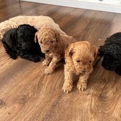 Only 2 stunning lhasapoos left/Lhasapoo/Mixed Litter/3 weeks,1 black boy- sold
1 deep red girl- sold

I would like to introduce are stunning litter off lhasapoos, mum is are muched loved family pet winnie who is a rare phantom colour, shes so loving and friendly, loves people and children.
We have 2 deep red girls 2 black boys and 1 golden boy, there a true example of what a lhasapoo are, dad is a miniature red toy poodle, there perfect for people with allergies as they are hypoallergenic and dont lose any fur. Lhasapoos have the most amazing personality as they have the giddy side off the poodle what will walk for miles but the lazy side off the lhasa what will snuggle for hours when home.
they are fetched up in the heart off our home with so much love and attention and no expense spared, theve been handled by use and our children since the moment they was born, they will be ready for there forever home at 8 weeks old on the 24/5/2024 they will be fully weaned, wormed and flead and had microchip and 1st injections, plus leave with everything they need to start there new adventure