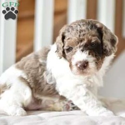 Louie/Mini Goldendoodle									Puppy/Male	/7 Weeks,Meet Louie..A handsome lil guy,who’s waiting just for you!! Mama is a minigoldendoodle,and Daddy is our own Chocolate covered poodle!! These baby’s will be vetchecked,uptodate with vaccines,and Microchipped.Both parents are health tested! They