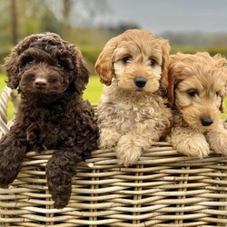 Adopt a dog:Cockapoo Pups - Only 3 Left/Cockapoo/Mixed Litter/7 weeks,*ONLY 1 BOY & 2 GIRLS LEFT*
*READY TO LEAVE FRIDAY 26th APRIL*

We have a beautiful litter of seven F1b Cockapoo puppies, looking for their forever home.

Mum is our much loved 4 year old miniature Cockapoo Nell. She has a fantastic temperament and personality. She loves a cuddle on the sofa but equally loves a good walk and a game of fetch. 
As a breed Cockapoo’s are extremely intelligent, making them easy to train and a wonderful addition to any family. 
Dad is a KC registered Toy Poodle who has been fully health checked (full details on request). 
The puppies will be well handled and cuddled by us and our 3 children and fully acclimatised to usual household noises.

All will leave having had a health check with a registered Vet, their first immunisations, microchipping and flea/worm treatment. They will also have a puppy pack containing a scented blanket, toy, a bag of Purina PRO plan puppy kibble (which the puppies will be weaned onto) and a photo book of their first 8 weeks of life!

Puppies are available to view along with their mum via home visit. Genuine enquiries only please. 

They will be able to leave from 26/04/2024 when they are 8 weeks old. 
We ask for non – refundable deposit of £290 to secure your chosen pup, and the rest will be payable on collection. Once you reserve your puppy we will keep in touch with updates , pictures and videos.