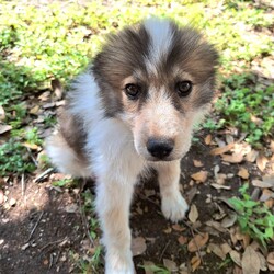 Adopt a dog:Feyisa  WA13261-T/Australian Shepherd/Female/Baby,***NOTE THIS PET IS IN HOUSTON TEXAS, READ ALL THE WAY DOWN TO SEE HOW TO ADOPT FROM US IF NOT IN HOUSTON TEXAS***

>> PLEASE WATCH YOUR SPAM FOLDER FOR OUR EMAILS !!  

Est DOB:   01/01/24
Current Weight:  ~10 pounds AND growing

Please e-mail MuttsAndMeows@Mail.com  or use the link below to fill out our adoption application
https://form.jotform.com/Muttsandmeows/pet-rescue-application-form

We answer all emails back within 48 hours. Please watch your spam folders as an application will be attached and this sometimes places it in there. 

HIS/HER adoption fee is $600 USD and that will pay for TRANSPORT, all his/her shots up to date, neutered/spayed, microchip and rabies.

This dog is currently in the Houston Texas area.  Once the application is approved and adoption fee paid, transport will be arranged.

Because this adoption will be without meeting the dog first, we will need to try to be extra careful that everyone (including you) think this will be a good fit.  We will try to give you as much information about the dog as we can.  Unfortunately, many are fresh from the shelter and we don't know much about them yet. 

Like us on Facebook - search Mutts & Meows - and help even more pets find loving homes.
