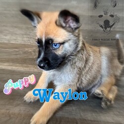 Adopt a dog:Waylon/Belgian Shepherd / Sheepdog/Male/Baby,Waylon is a cutie. He is very sweet and playful. He plays hard, takes a nap, and is ready to go again. We all wish we could have the energy of a puppy. He is the entertainer of the litter. He loves all toys. He will be available to go to his new home in May.