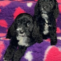 Adopt a dog:F1 Cockapoos black and white 29 dna health clear/Cockapoo/Female/9 weeks,??????????PLEASE READ MY ADVERT FROM TOP TO BOTTOM ??????????READY NOW TO LEAVE

????????I don’t use the sites payment plan????????

Small
f1 Cockapoos please see advert

DNA health testing is the best / safest way - to ensure no vet bills for diseases their parents can hold. So looking at the price tags isn’t your best decision for any one in the long run- as the unhealth tested litters hold many diseases which can be seen in the pictures above (feel free to use these as a check list for other breeders to see their ethics.)
CHOOSE HEALTH AGAISNT THE PRICE.

MOST HEALTHIEST F1 COCKAPOOS ANYWHERE IN THE UK.
See listing of dna health tests in pictures.

Tinyshires babies are not eye candy - they’re soul food for family’s to have the best adventures together for life??

Gold standard DNA health testing due to both parents being clear of all health tests (listings in pictures) plus viewable at in house viewing ONLY not sent over social sites.
I ensure my puppies are 100% disease free of all health concerns related to both breed of parents. To ensure perfect healthy happy family pets.
Both parents viewable at all times.

My DNA health testing labs I use are as follows - LABOKLIN - UCD(American)- ANIMAL GENETICS - this is to ensure 100% clear coverage of all diseases the cocker and poodle breed have. MY PRICES reflect my intense health testing regime which is second to none as no other breeder is equal to the both parents being tested to my level (hence why this advert is classed as GOLD STANDARD.

What makes my passion so great is that I see and make extra happy families for life and to be apart of your life story with your forever companion. Which can be seen via my reviews on google.

I have black and white - apricot -deep fox red

!I DONT USE THIS SITES PAYMENT PLAN!

Black and white
girl £900
Apricot girls £1000
Deep fox reds boys £1600 girls £1800

Raised in a very busy home with many types of pets- we have weaned them all on raw chicken and tripe - weighing nice and heavy - Our babies have been handed since birth and will be used to household noises.

Our babies leave with 3 months supply of food/training via Royal Canin (raw feed would be purchased independantly from new owners) Fully wormed to date with panacur and flead
to date with frontline spray.
Microchipped as standard.

Fully vet checked and vets report is in the puppy pack along with scented towel of both parents. A full clear care sheet for transition is also provided.

NOT FOR BREEDING PET HOMES ONLY

On viewing, picture ID is required for all attending over the age of 16 years for security that is in place (driving Licnese and/or passport)
NO ID NO ENTRY.
GDPR REGULATED/REGISTERED

Directions on google under my business name Tinyshires LTD.

Dad is a red poodle 12 inch - he is a gent and a loyal fella. He can walk for as long as I wish and be a sofa buddy whilst I watch my movies etc- just a perfect well all rounder, who is loved dearly by all who have met him and cuddled him before you. His temperament is calm and nosey.

Mum is a choc and tan cocker 13 inch and small and compact so placing that tape measure up your leg to the mark of 13 inch will show what her babies will possibly be - nice strong compact fur family member and her soft ways have 1000% been imprinted into her babies and you and your family will have an amazing life time adventure.

CASH highly preferred.