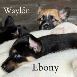 Adopt a dog:Waylon/Belgian Shepherd / Sheepdog/Male/Baby,Waylon is a cutie. He is very sweet and playful. He plays hard, takes a nap, and is ready to go again. We all wish we could have the energy of a puppy. He is the entertainer of the litter. He loves all toys. He will be available to go to his new home in May.