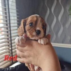 Cavalier king charles spaniel puppies/Cavalier king charles spaniel/Mixed Litter/9 weeks,LAST PUPPY AVAILABLE!!!
Bonnie and bruno our two beautiful cavalier king charles spaniel have blessed our little family with 5 gorgeous puppies. 3 boys and 2 girls. Bonnie gave birth on the 2nd of March and her puppies will be needing to find there forever homes by the 4th of May. Bonnie and bruno are both blenheim cavalier king charles spaniels with brilliant temperaments and have both been health checked. Both mum and dad will be viewable with the pups.
Puppies will come with… 1st vaccination, up to date flea and worm treatment, Microchipped, full vet health check and scented blanket!
A deposit will be asked for upon securing your pup and pupdates will be given daily any further information required or videos and recent pictures please do not hestitate to contact me
Pink girl reserved
Green boy reserved
Yellow girl reserved
Red boy AVAILABLE 
Blue boy reserved