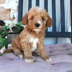 Paige/Mini Goldendoodle									Puppy/Female	/February 12th, 2024,Meet this Mini Goldendoodle puppy with bright red fur and beautiful eyes! This little cutie is up to date on shots and deormer and vet checked! The breeder owns both the mother Princess is a Mini Goldendoodle and Johnny Boy the father is a Miniature Poodle. If you are interested in learning more about this puppy contact us today! 