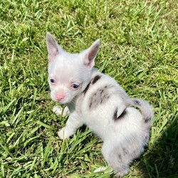 Amigo/Chihuahua/Male/Baby