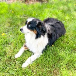 Everest/Toy Australian Shepherd									Puppy/Female	/8 Weeks,This sweet and adorable Toy Aussie is looking for a forever family! All vaccinations and dewormings are up to date, ASDR registered, and any necessary paperwork will be provided. Raised by a large and loving family with children, this pup will be a wonderful new companion for you! To make the transition easier, a baggie of food will also be included. Please contact anytime, Call or text!