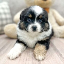 Everest/Toy Australian Shepherd									Puppy/Female	/8 Weeks,This sweet and adorable Toy Aussie is looking for a forever family! All vaccinations and dewormings are up to date, ASDR registered, and any necessary paperwork will be provided. Raised by a large and loving family with children, this pup will be a wonderful new companion for you! To make the transition easier, a baggie of food will also be included. Please contact anytime, Call or text!