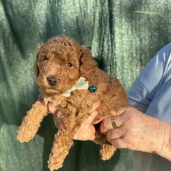 Adopt a dog:Toy poodles purebred DNA clear READY NOW/Poodle (Toy)/Male/Younger Than Six Months,Purebred toy poodles3 boys. Situated Kingaroy SE QldMum & dad DNA tested and cleared of genetic diseases.Puppies vet checked, vaccinated, microchipped and wormed every two weeks.Puppies raised in my home and are well socialised.Puppy pack will accompany each puppy to help transition into new home.View puppies by appointment.Location Kingaroy SE Qld. Approx 2.5hea from Brisbane, or Sunshine Coast. 1.5hrs from Toowoomba.Interstate transport can be arranged at buyers expense.For further information please contact me (Jacqui) on ******5632 REVEAL_DETAILS BIN 0008927599439