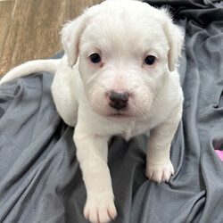 Adopt a dog:MARIO/American Staffordshire Terrier/Male/Baby,Mario is too young to be neutered, but will receive heartworm prevention, wormer and age appropriate vaccinations. We are currently only accepting applications for Mario from homes with another dog.


Meet MARIO! He:
•	Is a male staffordshire terrier/ chow chow mix
•	Is 5 weeks old (I cannot go home until I am older)
•	Weighs 6.9 pounds, and may range from 45-60 when grown
•	Is good with other dogs
•	Is good with cats
•	Is not potty trained
•	Is high energy???

I am the most talkative of my brothers and sisters, the most inquisitive and the runt! When I first meet a new person, I pretend to be shy, but not long after I can’t resist nibbling their ears and snuggling. I love my siblings to much, and am a mama’s boy.

For more information about Mario or our shelter please call us at (830) 693-0569 or visit our website at highlandlakescaninerescue.org 

If you would like to schedule a meet and greet with Mario or any of our dogs, please fill out an application at https://www.highlandlakescaninerescue.org/adopt-a-dog/how-to-adopt/