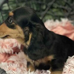 Adopt a dog:Long hair female black and tan miniature dachshund/Dachshund/Female/Younger Than Six Months,Long hair female black and tan miniature dachshund16 weeks oldVaccinated microchipped wormed regularlyReady to goLocated Gorokan on the central coastClear dnaCarries cream e choc blue