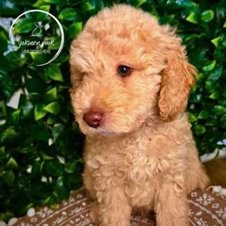 Rare Moyen Poodle Puppies /Poodle (Miniature)/Both/Younger Than Six Months,Exciting News at Jokinen Park! 