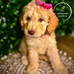 Rare Moyen Poodle Puppies /Poodle (Miniature)/Both/Younger Than Six Months,Exciting News at Jokinen Park! 