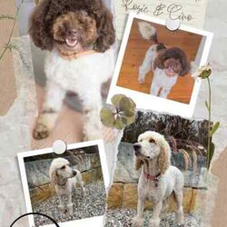 Rare Moyen Poodle Puppies /Poodle (Miniature)/Both/Younger Than Six Months,Exciting News at Jokinen Park! 