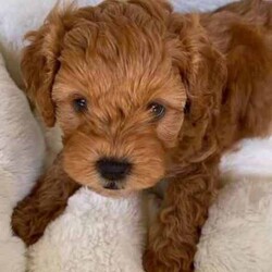 Beautiful Toy Cavoodle Puppy-Red/Cavoodle/Male/Younger Than Six Months,ONLY 1 PUPPY LEFT-SIGNIFICANTLY REDUCED!!!! Needs forever home, as we are about to travel.8 weeks old today!Perfect size for indoor, apartment, family home and outdoor living. TOILET TRAINED.One gorgeous, friendly, sweet male red TOY CAVOODLE puppy.Only one little BOY left.TOILET TRAINEDBeautiful personalityHe is ready to go to his forever home NOW!We are in Brisbane, QLD.1.One ‘dark ruby red’ boy - beautiful personality to match his good looks, expected to grow to 3-4kg. $1900 Photos 1-9 are of this puppy.The last photo is of the parents.Pup is non-shedding and hypoallergenic.Both parents are F1 cavoodles. Mum is a cream cavoodle weighing 4kg. Dad is a dark ruby red cavoodle weighing 3kg. When you come to view the puppy you will have the opportunity to meet their parents, both are our family pets.Puppies are second generation/theodore cavoodles.You can be certain that our puppy is socialised in our family home, with dogs and other pets. He is very much loved and treated with great care to ensure a healthy, happy baby. Puppies are handled from birth. They are introduced to normal household noises, such as, vacuum cleaners, washing machines, music, TV and car noises. We have raised our babies following an incredible program called, “Puppy Culture” that gives puppies the best possible start in life and ensures our puppies leave us for their new families well socialised, happy and ready to begin the next adventure in their little lives.Our little puppy is toilet trained and goes inside on wee mats and artificial grass. He goes outside to our backyard, where he makes his own way to the grass with complete success.Pup comes to you microchipped, with his 1st vaccination, wormed every 2 weeks and with a comprehensive vet health check. You will also receive a puppy pack, which will include quality food, a litter blanket, a soft snuggle toy, favourite chew toy, collar and leash and an information pack, including medical information.If you are interested in adding a new member to your family you will need to come to our home and meet your puppy in person and we can meet each other. We are located in Brisbane, QLD.