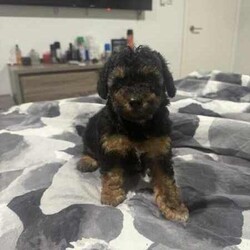 Black and Tan Cavoodle Puppy //Female/Younger Than Six Months,Hello! We have a beautiful Female Black and Tan Cavoodle from our litter looking for her forever home 