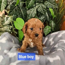 F1 Cavoodle Puppies from small ethical breeder AAPDB PUPS READY NOW/Other/Male/Younger Than Six Months,READY FOR THEIR FOREVER HOMES NOWKalina Puppies now have 4 beautiful male Cavoodle puppies for sale.Cavoodles are the perfect companion dog for any family, they are low to non-shedding, loving, loyal and easy to train. Small enough for apartment living, big enough to take on your daily walk.Born 25/2/24 and will be ready to go to their forever homes after 21/4/24I am a full member of AAPDB and I have an on-site vet audit every 12 months.All my dogs are DNA tested, very much loved and treated with great care to ensure healthy, happy babies.Puppies are handled daily from birth, socialized with other dogs, cats and children. They are introduced to normal household noises such as vacuum cleaners and radios and potty training to fake grass is underway. Puppies will also be able to use a pet door.Mum is a ruby 7.5kg purebred Cavalier King Charles Spaniel.Dad is a red 4.5kg Toy-Poodle - DNA clear.Puppies come to you wormed every two weeks, microchipped, vaccinated, and will have had a comprehensive vet check. Every puppy comes with their own individual vet report, all puppies are healthy happy puppies.Puppy pack will include quality food, a litter blanket, toys, and an information pack with all their medical info and training tips.You are most welcome to come and choose your puppy in person, however, if distance is a problem, you will be able to meet your puppy via Facebook messenger video calls.Delivery can be arranged via road transport with a reputable company at the buyer’s expense.Please phone as I prefer to speak to new puppy parents in the first instance ******0058 REVEAL_DETAILS A deposit is required to secure your puppy (non refundable) until they are old enough to come home to you.As I have more than 1 litter advertised, please mention Holly's litter when inquiring about these pupsNO TIME WASTERS PLEASE 