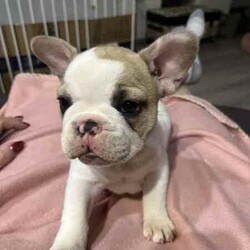 Adopt a dog:French Bulldog- fawn pied - pedigree/French Bulldog/Female/Younger Than Six Months,8 weeks old - ready to go to her new home now.Female, has been wormed every 2 weeks, vaccinated, microchipped, vet checked.Compact little girl with a huge personality.Registered MDBA breeder.Can view both parents.*price negotiable for the right home**PET only pedigree*