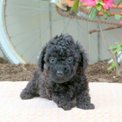 Dunkin/Bich-Poo									Puppy/Male	/March 16th, 2024,Take a look at Dunkin, a bubbly Bich-Poo puppy. He has been vet checked, is up to date on shots & wormer and the breeder provides a health guarantee as well. For more information about this family raised pup, please contact the breeder today!