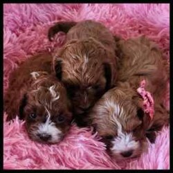 Adopt a dog:Gorgeous cavoodles similar to spoodle groodle labradoodle spaniel//Both/Younger Than Six Months,lease NOTEpink girl SOLDWe are pleased to announce we have a beautiful litter of ruby coloured cavoodles.