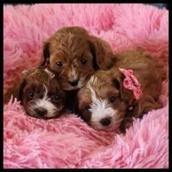 Adopt a dog:Gorgeous cavoodles similar to spoodle groodle labradoodle spaniel//Both/Younger Than Six Months,lease NOTEpink girl SOLDWe are pleased to announce we have a beautiful litter of ruby coloured cavoodles.