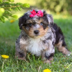 Sylvia/Yorkie Poo									Puppy/Female	/8 Weeks