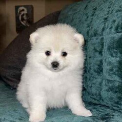 Stunning Pomeranian Puppies/Pomeranian/Both/Younger Than Six Months,Announcing the arrival of Dior and Boo's precious litter! With 4 adorable girls and 1 handsome boy, these little ones will be ready to find their forever homes on May 18th.In our home, every puppy is cherished, and we believe in the utmost care for both the mother and her offspring. Surrounded by love, other dogs, and playful children, these puppies have been nurtured in a warm and social environment.We take immense pride in overseeing each puppy's growth and development, ensuring they are well-socialized, potty trained, and nourished with premium foods. Dior, a Pomeranian X Japanese Spitz, and Boo, a Purebred Pomeranian, both possess not only stunning coats but also gentle temperaments.We take great pride in ensuring that our puppies receive the highest standard of care and attention. From regular worming treatments administered at 2, 4, 6, and 8 weeks to their initial vaccination and microchipping, every measure has been taken to safeguard their health and well-being.Our commitment to their welfare extends beyond physical health to encompass their social and behavioral development. Through consistent and positive reinforcement, our puppies are making remarkable strides in their toilet training, a testament to their intelligence and adaptability.As responsible breeders, we understand the importance of providing prospective owners with peace of mind. That's why each of our puppies will come with all the necessary vet papers, ensuring a seamless transition into their new homes.We are committed to finding the perfect homes for these little ones, where they will receive abundant love and attention. If you're ready to open your heart and home to one of these bundles of joy, we'd love to hear from you.Thank you, Cassy & Ieisha 