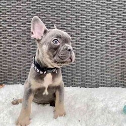 Pedigree French Bulldogs /French Bulldog/Both/Younger Than Six Months,Stunning pedigree French Bulldog puppies. Ready to join their forever families! 8 weeks - 26 April 2024. 