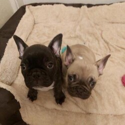 French Bulldog Puppies for sale/French Bulldog/Mixed Litter/7 months,Absolute adorable French Bulldogs to go to their forever family.
Microchip and 1st vaccination
Kennel club registered with 5 generation certificate provided.
Ready now
Mother can be seen.
Excellent with other dogs and children
very playful and affectionate
1 male (Brindle & white) & 1 Female (Fawn & white).
