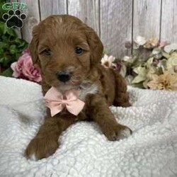 Patty/Mini Goldendoodle									Puppy/Female	/12 Weeks,Say hi to penny! Her sweet personality will make you want to make her your own! She is waiting for someone to show her love and affection! If your looking for a puppy that loves to be cuddled she is the perfect one! She will be around 25 lbs full grown! 