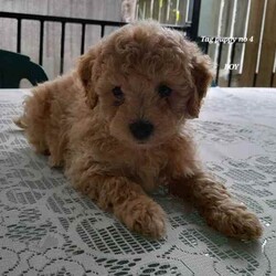 Moodles galore /Poodle (Miniature)/Both/Younger Than Six Months,Welcoming new litter , there are 5 pups 1 girl and 4 boys, All looking for loving caring families Genuine buyers only ,no time wasters. Father is purebred minature poodle tan in color dna papers supplies and orivet tested health screen 100 %clear . Mum also dna history supplies and 100 % cleared through orivet . Both parents have beautiful temperaments. They have been socialized wormed every 2 weeks have all their vacinations and microchipping on the 19th of April. Pups born on the 1st of march 2024. New owners will receive a puppy pack at full price payment and photo log from birth .Moodles are non shedding but require regular grooming and they are hypoallergenic.Puppy 1 Pearl mic no 953010006753019Puppy 2 chatter mic no 953010006753021Puppy no 3 prince mic no 953010006752998Puppy no 4 tag mic no 953010006758996Puppy no 5 Dash mic no 953010006759003Bin no. 0013732598629Pearl $2000Chatter $2000Prince $2500Tag $2000Dash $2500