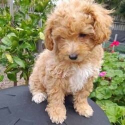 Moodles galore /Poodle (Miniature)/Both/Younger Than Six Months,Welcoming new litter , there are 5 pups 1 girl and 4 boys, All looking for loving caring families Genuine buyers only ,no time wasters. Father is purebred minature poodle tan in color dna papers supplies and orivet tested health screen 100 %clear . Mum also dna history supplies and 100 % cleared through orivet . Both parents have beautiful temperaments. They have been socialized wormed every 2 weeks have all their vacinations and microchipping on the 19th of April. Pups born on the 1st of march 2024. New owners will receive a puppy pack at full price payment and photo log from birth .Moodles are non shedding but require regular grooming and they are hypoallergenic.Puppy 1 Pearl mic no 953010006753019Puppy 2 chatter mic no 953010006753021Puppy no 3 prince mic no 953010006752998Puppy no 4 tag mic no 953010006758996Puppy no 5 Dash mic no 953010006759003Bin no. 0013732598629Pearl $2000Chatter $2000Prince $2500Tag $2000Dash $2500