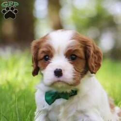 Gidion/Cavalier King Charles Spaniel									Puppy/Male	/5 Weeks,Meet Gidion, a friendly little AKC Cavalier King Charles Spaniel puppy! He has a stunning, silky coat and big innocent eyes that will have you attached to him in no time. He is the perfect size to join you on all your everyday activities, big enough to keep up with a fast paced life, but small enough to be by your side no matter where you go. Cavaliers are known for calm and sweet nature, and they are usually great with kids so make wonderful family pets!