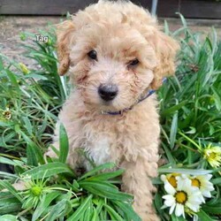 Moodles galore /Poodle (Miniature)/Both/Younger Than Six Months,Welcoming new litter , there are 5 pups 1 girl and 4 boys, All looking for loving caring families Genuine buyers only ,no time wasters. Father is purebred minature poodle tan in color dna papers supplies and orivet tested health screen 100 %clear . Mum also dna history supplies and 100 % cleared through orivet . Both parents have beautiful temperaments. They have been socialized wormed every 2 weeks have all their vacinations and microchipping on the 19th of April. Pups born on the 1st of march 2024. New owners will receive a puppy pack at full price payment and photo log from birth .Moodles are non shedding but require regular grooming and they are hypoallergenic.Puppy 1 Pearl mic no 953010006753019Puppy 2 chatter mic no 953010006753021Puppy no 3 prince mic no 953010006752998Puppy no 4 tag mic no 953010006758996Puppy no 5 Dash mic no 953010006759003Bin no. 0013732598629Pearl $2000Chatter $2000Prince $2500Tag $2000Dash $2500