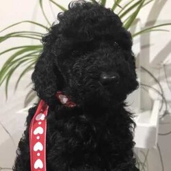 Adopt a dog:Stunning Registered Toy Cavoodles/Cavoodle/Both/Younger Than Six Months,Georgie Pawz Cavoodles are proud to present our non shedding litter.Pink girl ———-1800 BlackBlue boy ——— 1800 ChocolateGreen boy —— 1600 BlackRed boy —— 1600 BlackSilver boy ——- 1600 BlackBlue and Green -1800 RedPatterned ———-1800 RedGP is a small ethical home Breeder, taking pride in caring and nurturing mums and their puppies. Registered with RPBA 12914, vet audited and approved to all breeding standards.Mum Regina is an affectionate smart black Cavoodle . She is our treasured pet. DNA health tested. Dad is a Poodle with DNA breed check.These puppies will have luxurious non shredding coats.We advertise our puppies once they have had their 1st vaccination, microchipped, socialised, eating solid food and have commenced toilet training on grass mat. We love our puppies so we make sure they have an easy transition to their new homes. Making this puppy stage so much easier for the new furparents.Puppies have taken well to their training and are quite advanced for there 6 weeks of age. Puppies are very attentive, playful and socialised. They have a very placid temperament and already love to be cuddled.As reputable breeders, we factor in coat colouring, fleece/wool and temperament into our breeding. These gorgeous Cavoodles will adapt to all ages and lifestyles. They will make lifelong happy companions to their new families.Puppies go home with ;Starter food, high grade kibblesVet check, vaccination, microchip paperwork and documentation .Toilet training mat.Puppy blanket with siblings and mums scentHappy to have you visit our breeding premises to view these stunning puppies. We can also offer FaceTime.We are located 30mins north of NewcastleOnce you have your puppy we are just a phone call or text away to help with any questions you might have