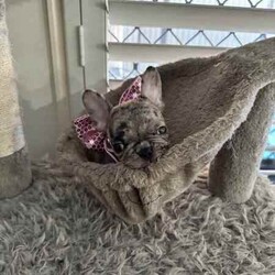 French bulldog - Merle- Female available now/French Bulldog/Female/Younger Than Six Months,Pure breed, available nowDOB- 1/3/24mum and dad both DNA clear , purebreed with papersPuppy - female - Merel colour PET ONLYCute teeny tiny girlRaised in family environment with other pets(Mum,dad & cats& family)Vet checked, wormed, vaccinated & MicrochippedComes with gift bag and will be freshly groomed for new family forever homeEFT Pos available. Text my business line ******3714 we will get back to you asap. REVEAL_DETAILS Mum and dad listed in last picDad is white - (blue eye)BIN- 0003288415198RPBA-882NCIP-9002232