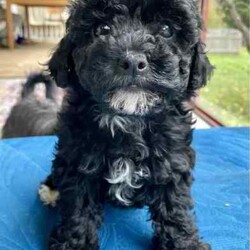 Support our ethical breeding program - Moodle c/Poodle (Miniature)/Both/Younger Than Six Months,Are you looking for a ​small ​companion dog you can take everywhere and do everything with?Available pup​s:"Noodle" - black and white soft curls."Lala" - Tri coloured with curly hair like her mum. Very sweet and playful! Breeders terms only - she will come back to us for some litters $600"Johnny Depp - boy. Tri color. Vigorous and confident - but also calm. $4000.Mum is our beautiful cross-bred girl Ruffy. She is mostly a Maltese terrier but also has havianese and shih-tsu. She is extremely emotionally attuned, tough but loving.Dad is a Red Toy Poodle stud Rambo - who has pedigree papers, and testing results and is just so friendly and The puppies have been raised indoors, on our patio, and around children and other pets. They are now being socialised and toilet trained.​​L​ocated in Kyneton, Victoria and can deliver to Melbourne or beyond.We are an ethical registered ​breeder​ specialising in well socialised dogs with calm friendly temperaments that fit well into family life. We have a website & Facebook page familydogsvictoria.com.au ​"The Opposite Of A Puppy Farm" ​with many photos, including photos of the parents and grandparents, information, and our policies. We welcome visits or video meetings for interested buyers.DNA tests for both parents are available on request. Raised using best-practice puppy socialisation techniques in the family home.Once our puppies leave, we:- Would love to see updates!- Offer a rehoming policy- Have a Facebook page you can stay in touch or see other puppies we have bred- Offer supportWe love talking about our dogs so please call Lani at 0146084018