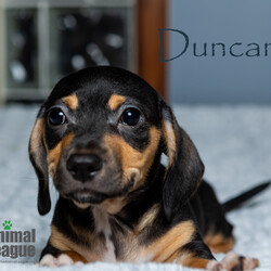 Adopt a dog:Dunkin/Dachshund/Male/Baby,DOB/AGE: 02/21/2024
WEIGHT (GROWN): under 20lbs 

You will need to complete an application before a Meet & Greet can be scheduled with me. Here is the link: theanimalleague.org/adoption-application/

PLEASE READ THE INFORMATION BELOW THOROUGHLY
_________________________

I am a Sunshine Fundraiser pet. As a non-profit, The Animal League does not receive funding from the government. My additional fee helps The Animal League pay for major medical bills and keep on rescuing and saving lives. Read more about the Sunshine Fund here: https://theanimalleague.org/sunshine-fund/

NOTE: we CANNOT email information about fees. View our GENERAL fees here (you will need to copy/paste into your browser): https://theanimalleague.org/adoption-fees/ 
	
All of our dogs are spayed or neutered, receive a registered microchip, and are up-to-date on their age-appropriate shots, vaccines, and preventative care. We also test for heartworm when they are old enough. 

APPLICATION: https://theanimalleague.org/adoption-application/ 

Please visit https://theanimalleague.org/faqs/ for the answers to our most commonly asked questions such as, 